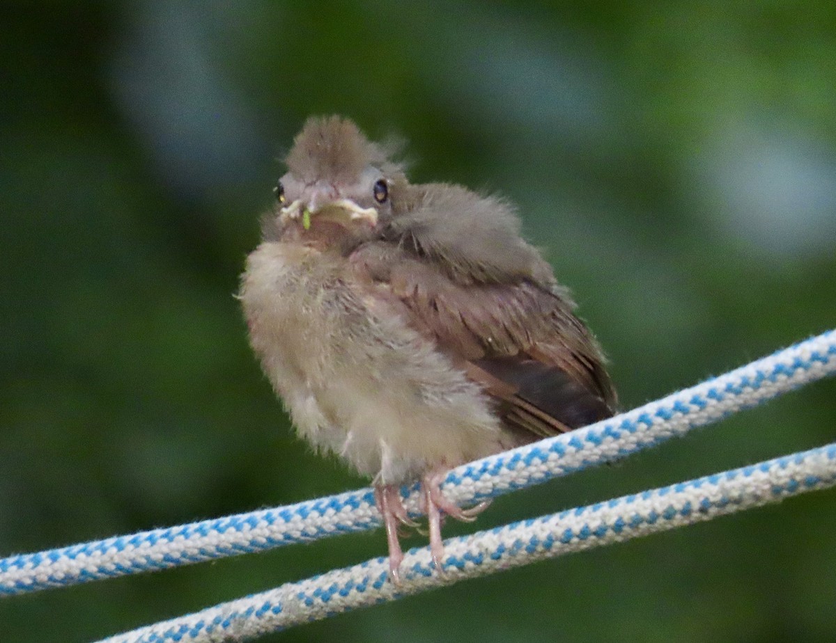 Northern Cardinal - ML620394708