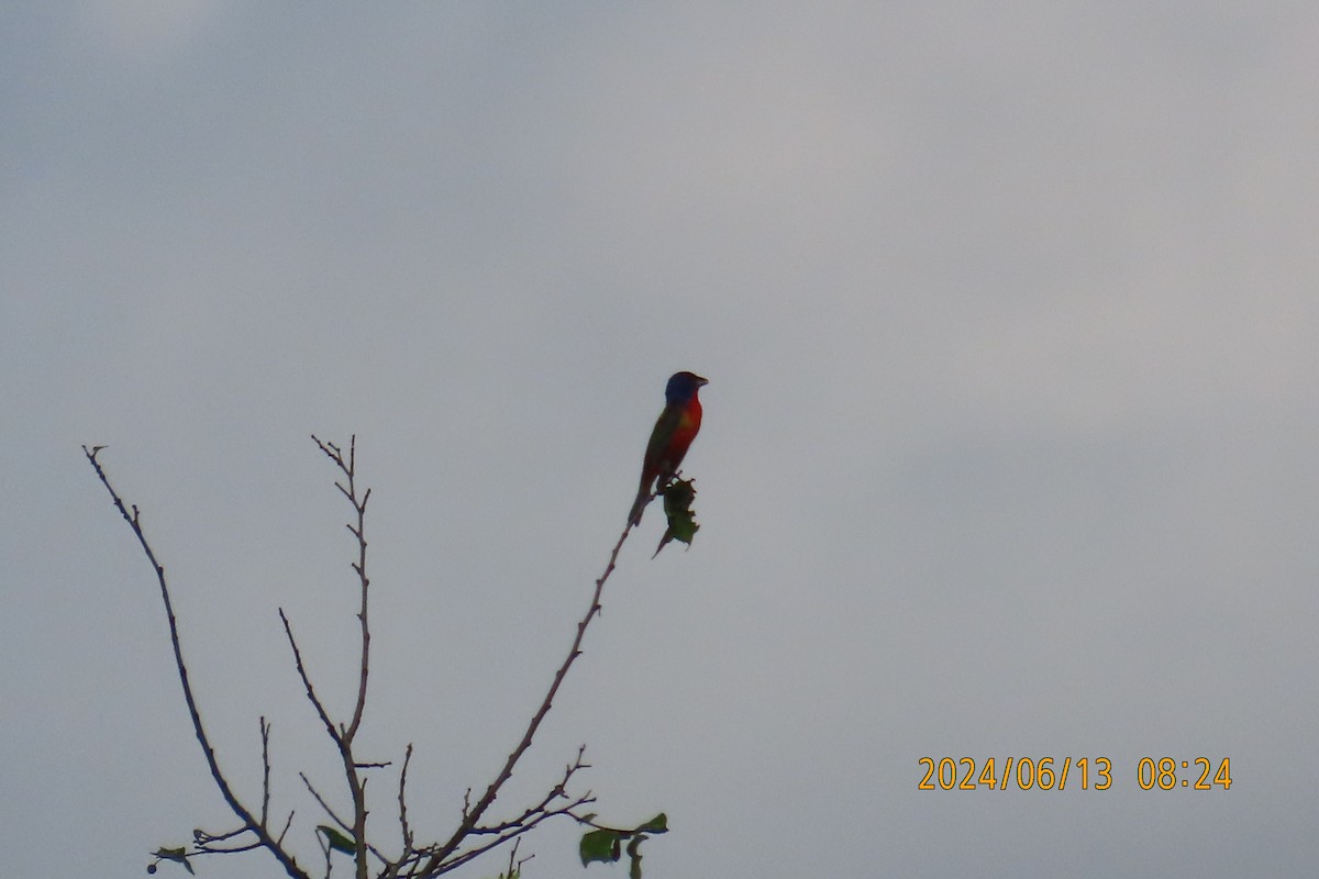 Painted Bunting - ML620394726