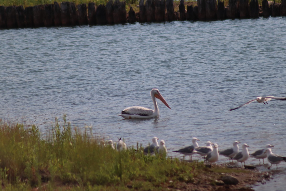 American White Pelican - ML620394728