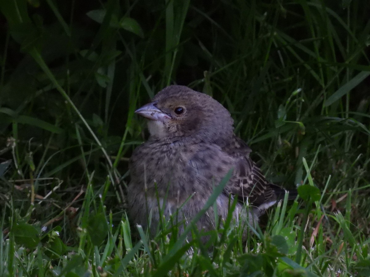 Brown-headed Cowbird - ML620394735