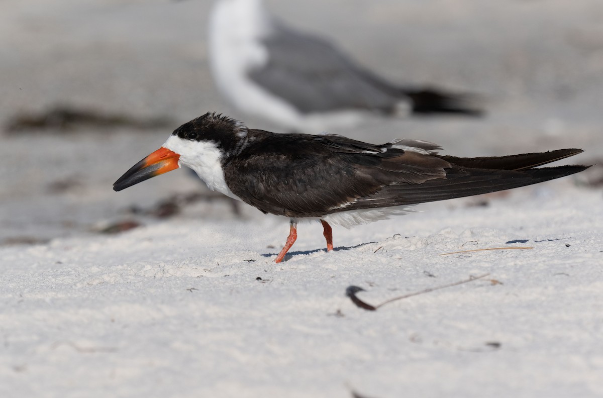 Black Skimmer - ML620394738