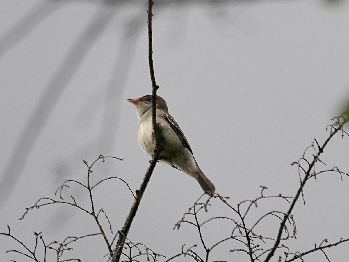 Eastern Wood-Pewee - ML620394760