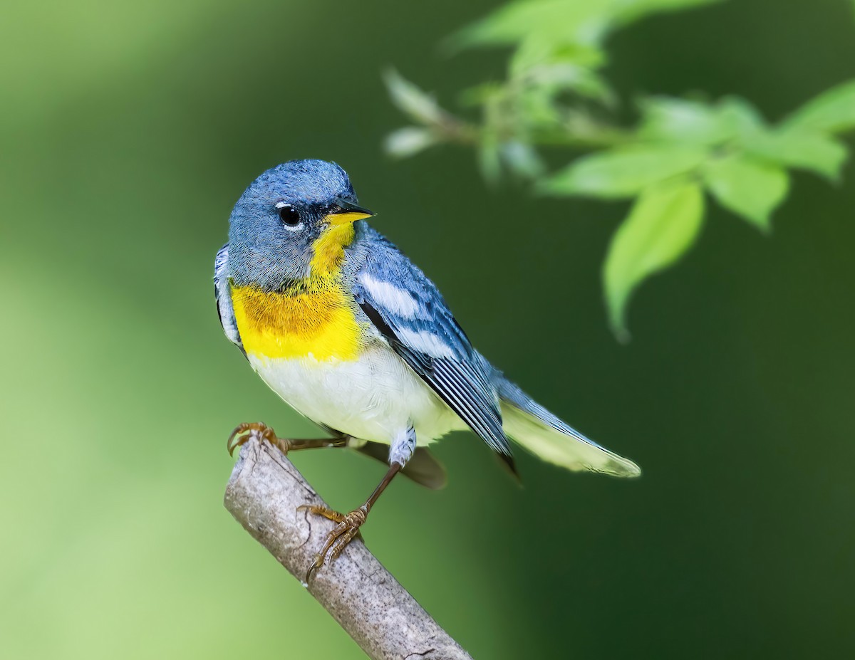 Northern Parula - ML620394761