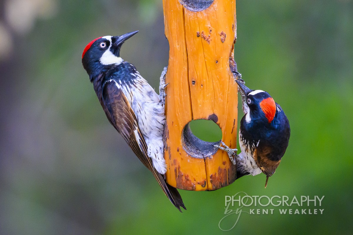 Acorn Woodpecker - ML620394769