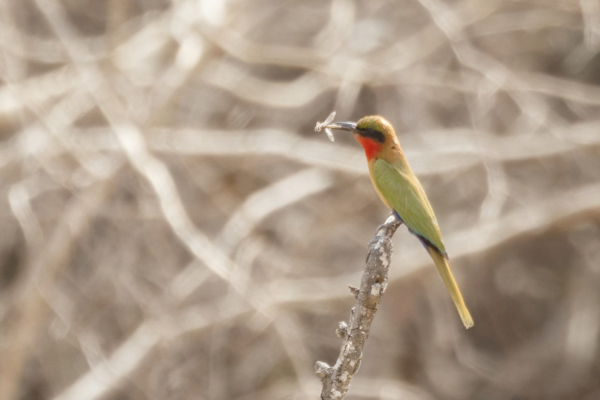 Red-throated Bee-eater - ML620394771