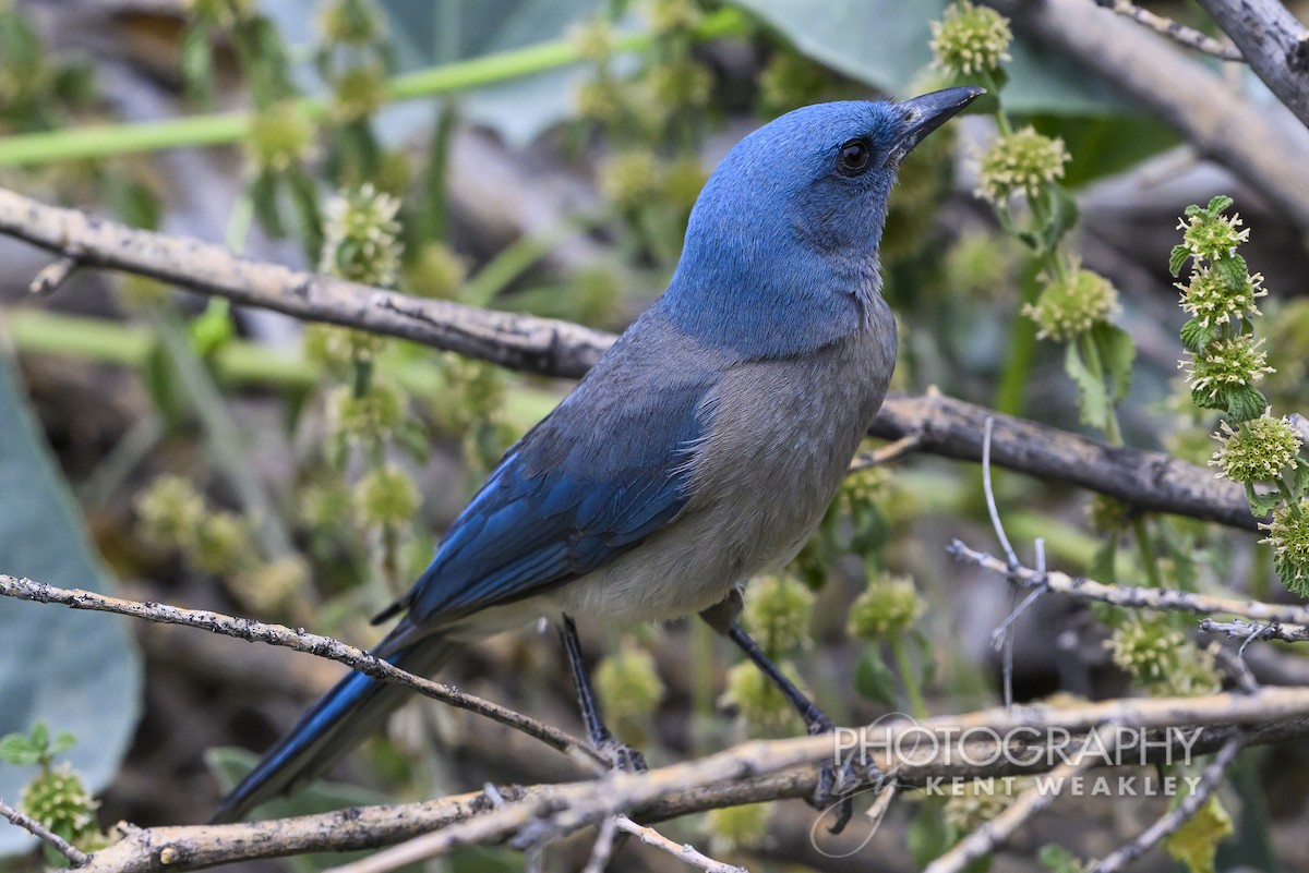 Mexican Jay - ML620394774