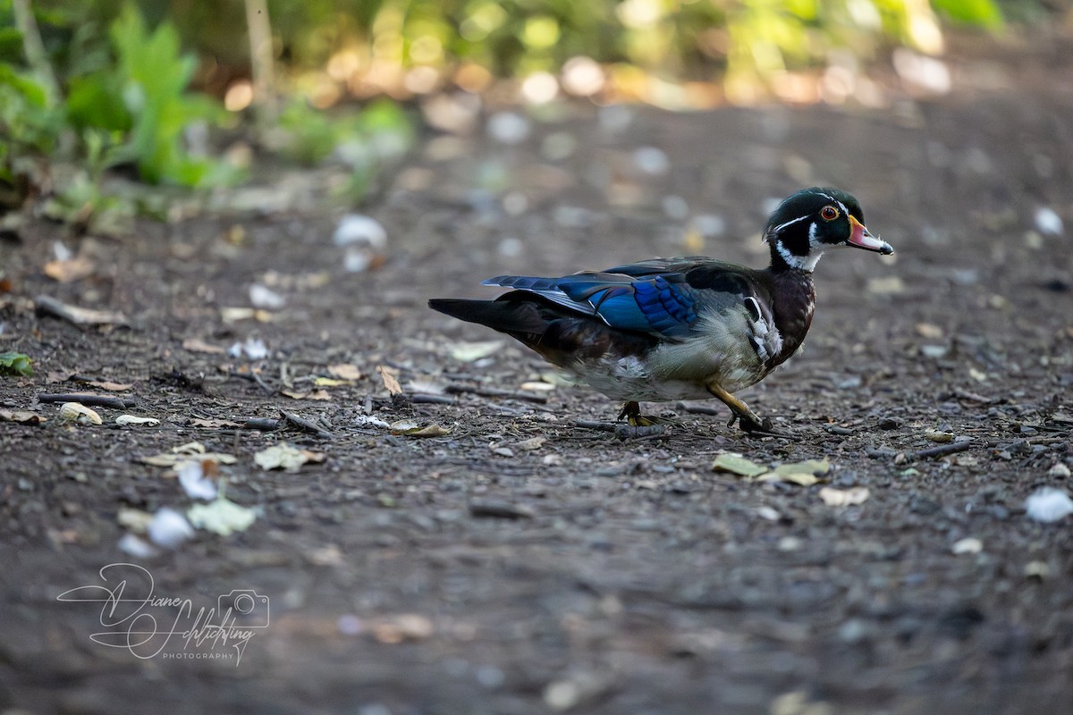 Wood Duck - ML620394779