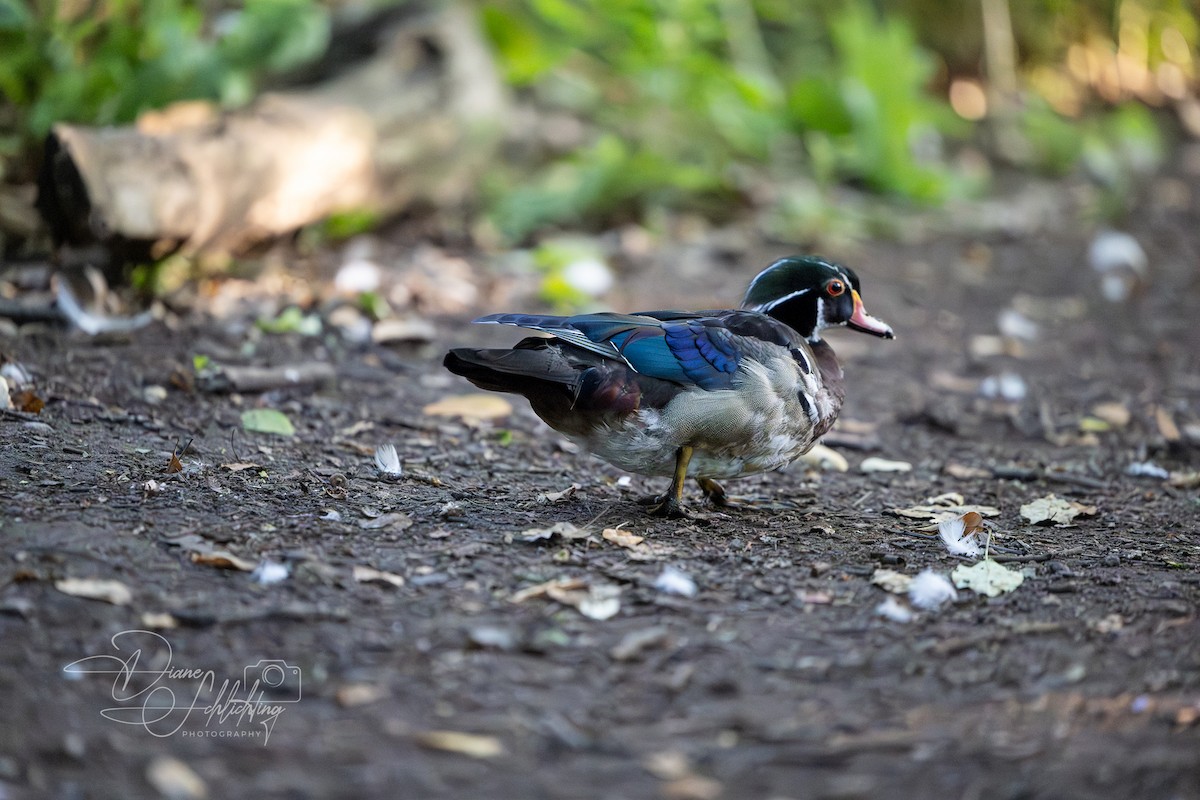 Wood Duck - ML620394780