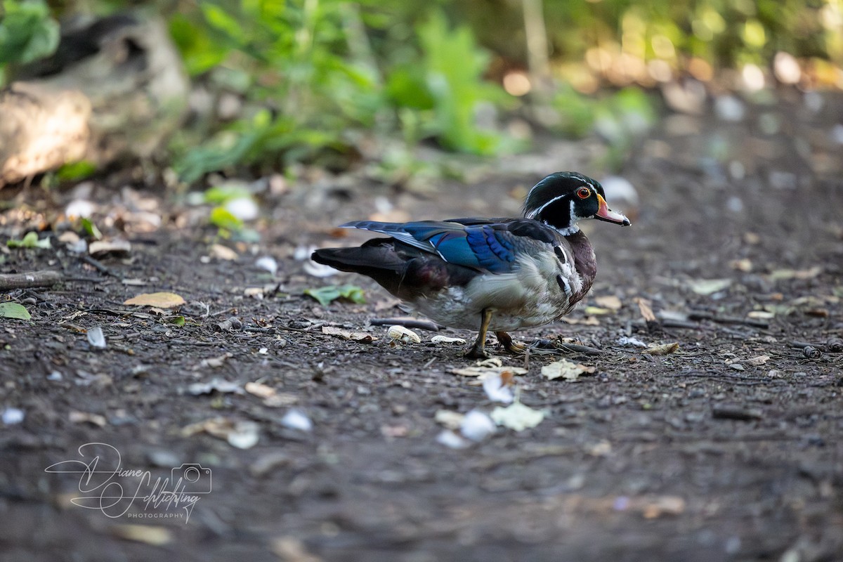 Wood Duck - ML620394787