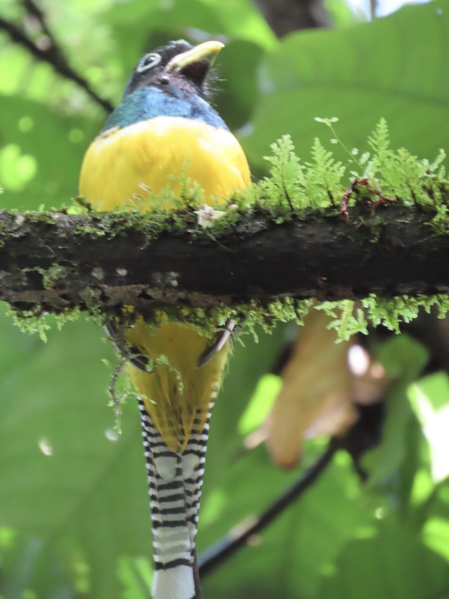 trogon modroocasý - ML620394788