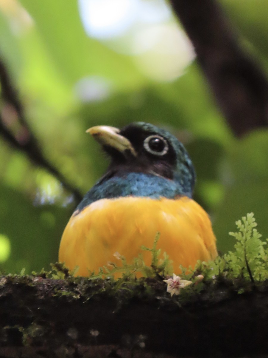 Northern Black-throated Trogon - ML620394789