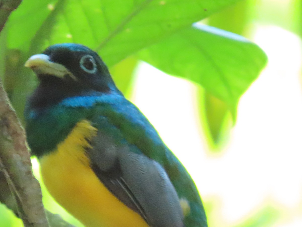 Northern Black-throated Trogon - ML620394790