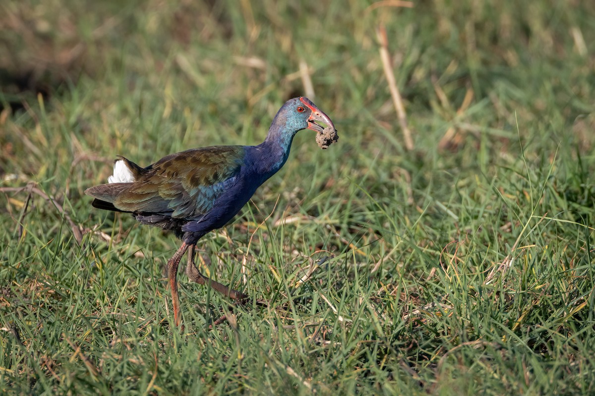 African Swamphen - ML620394791