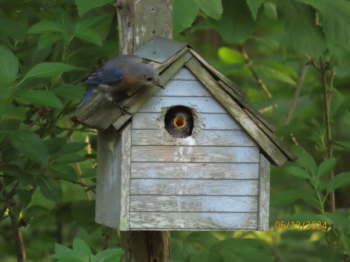 Eastern Bluebird - ML620394795