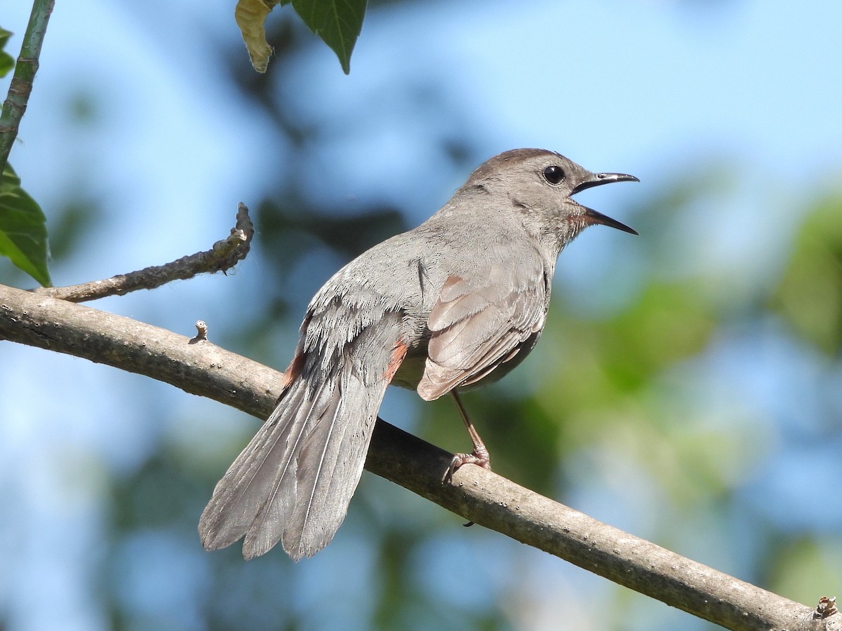 Gray Catbird - ML620394797