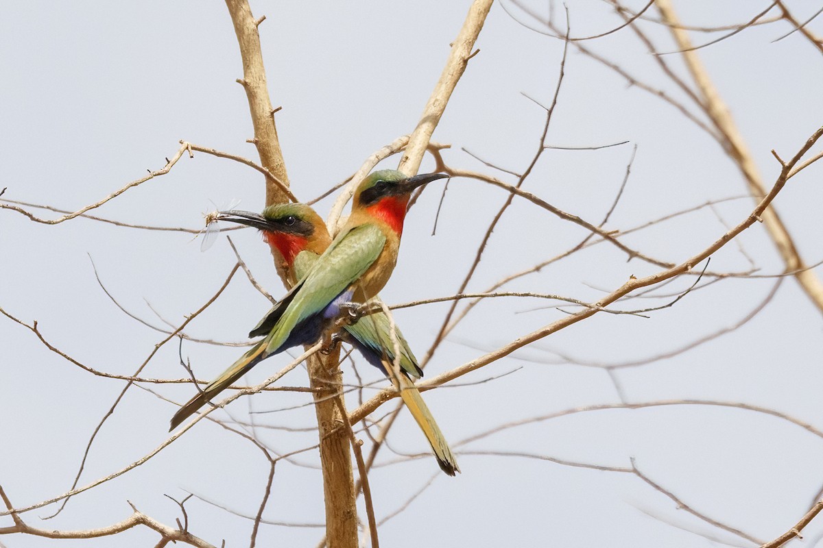 Red-throated Bee-eater - ML620394801