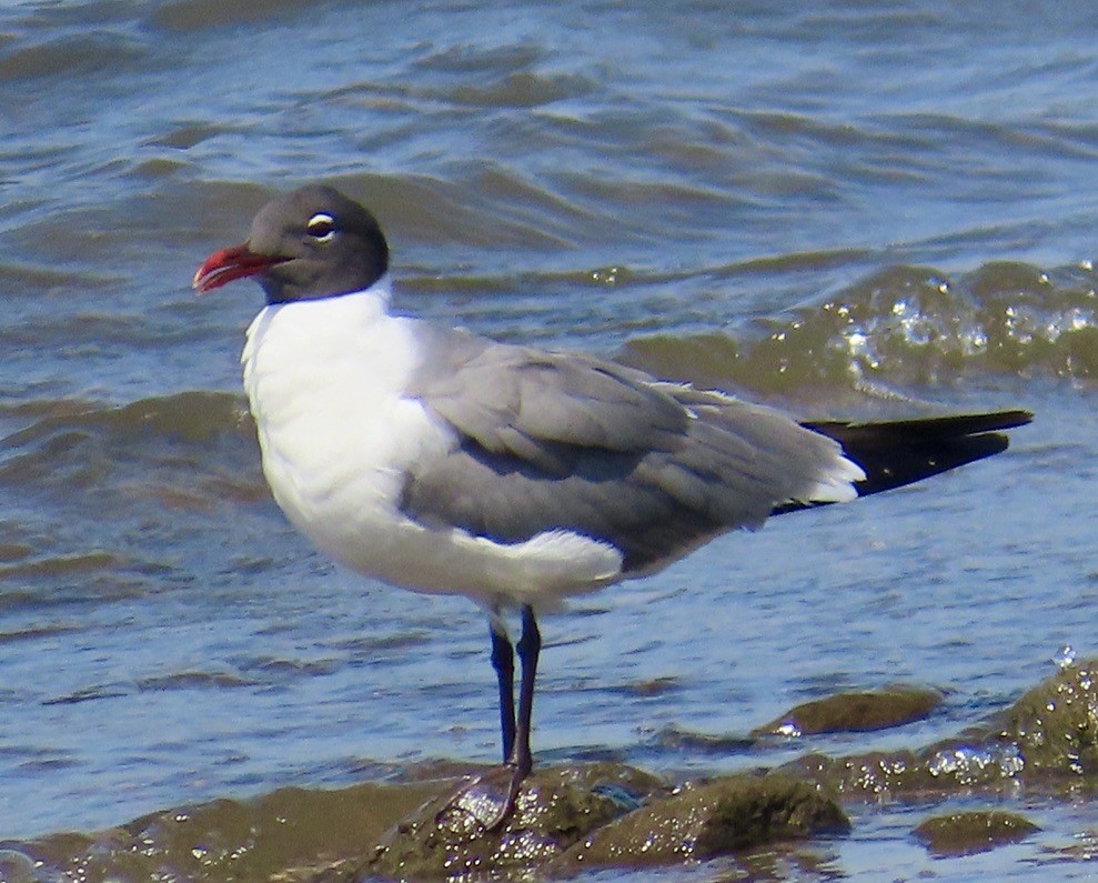 Mouette atricille - ML620394803