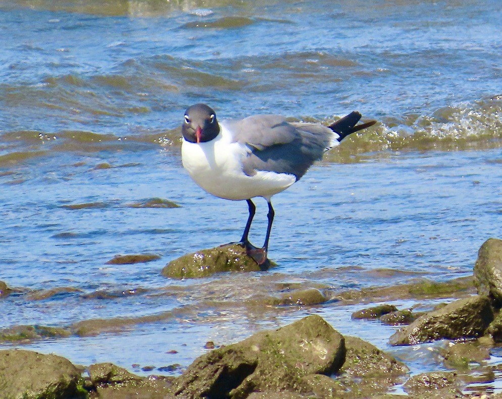 Mouette atricille - ML620394811