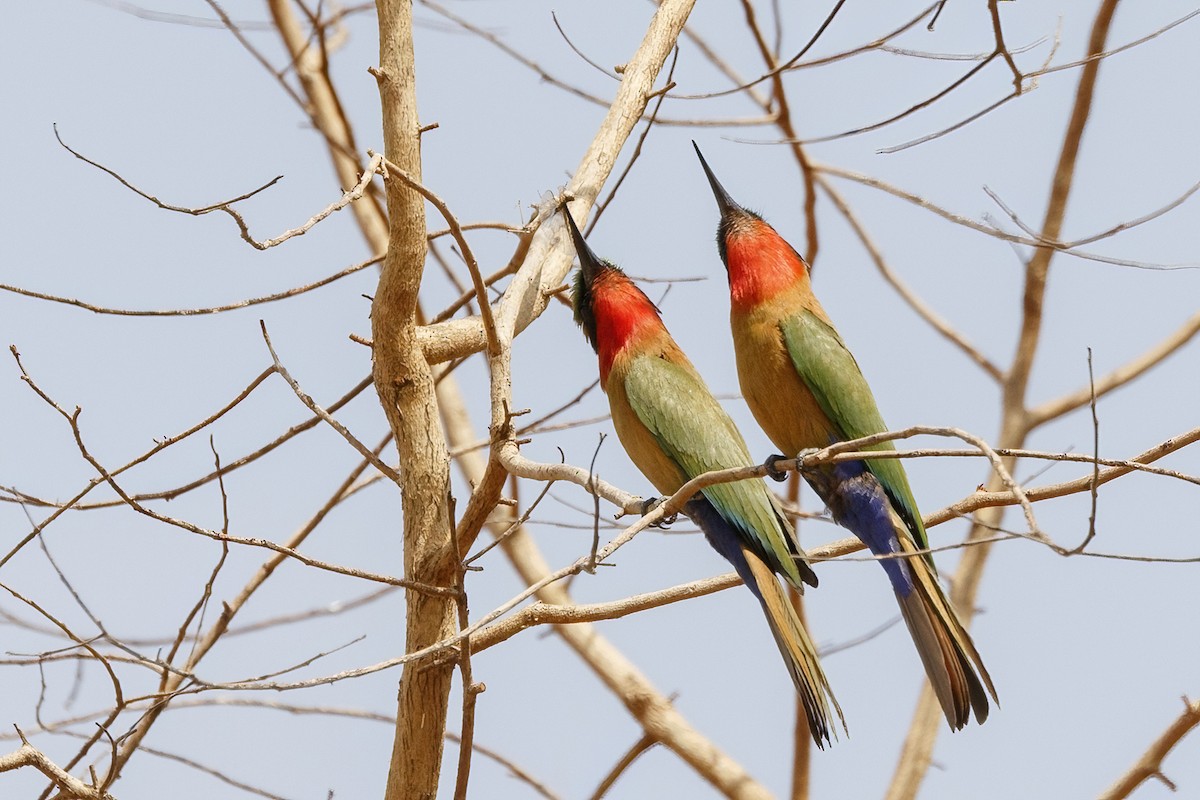 Red-throated Bee-eater - ML620394812