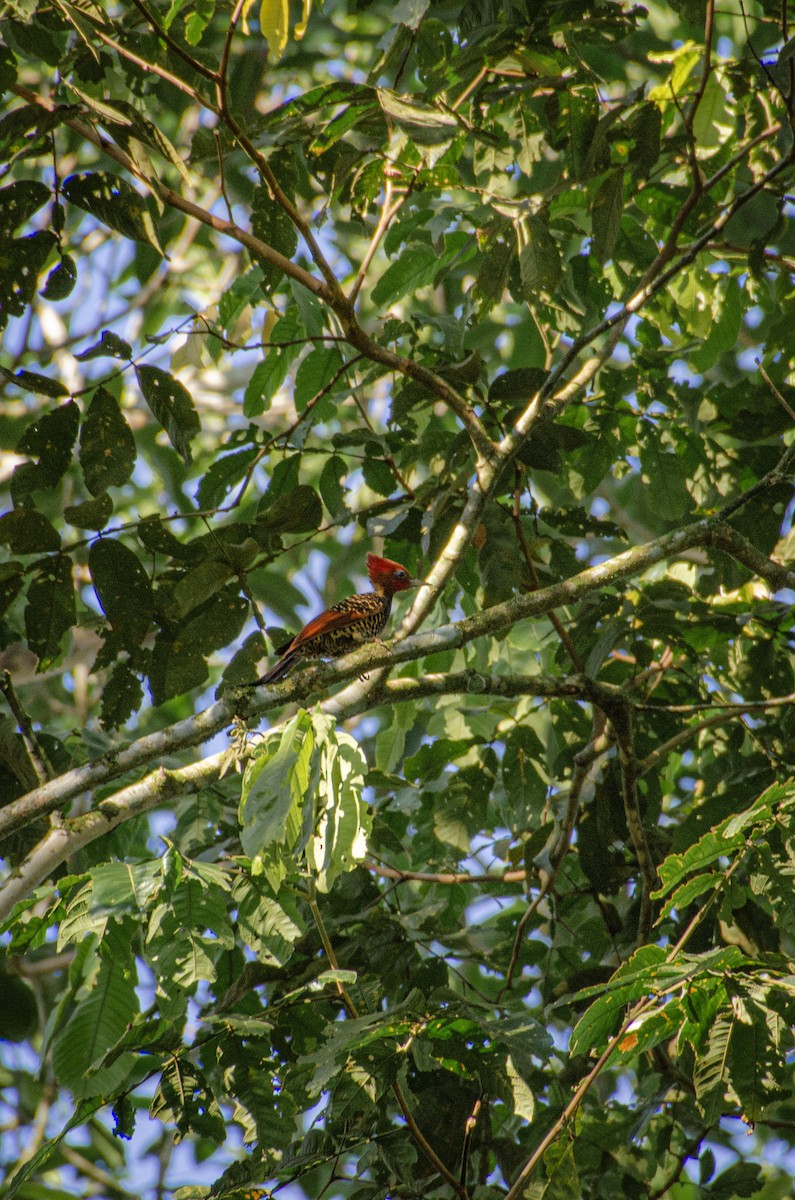 Rufous-headed Woodpecker - ML620394815