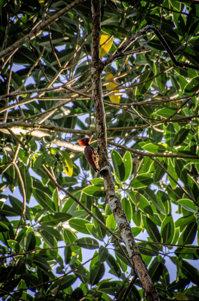 Rufous-headed Woodpecker - ML620394817