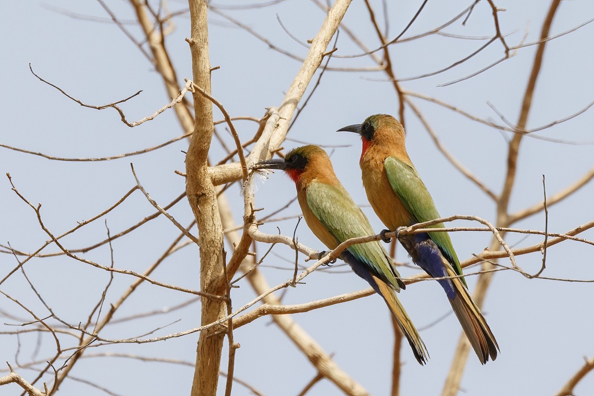 Red-throated Bee-eater - ML620394819