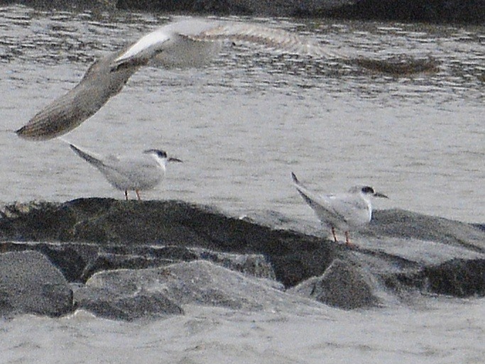 Forster's Tern - ML620394820