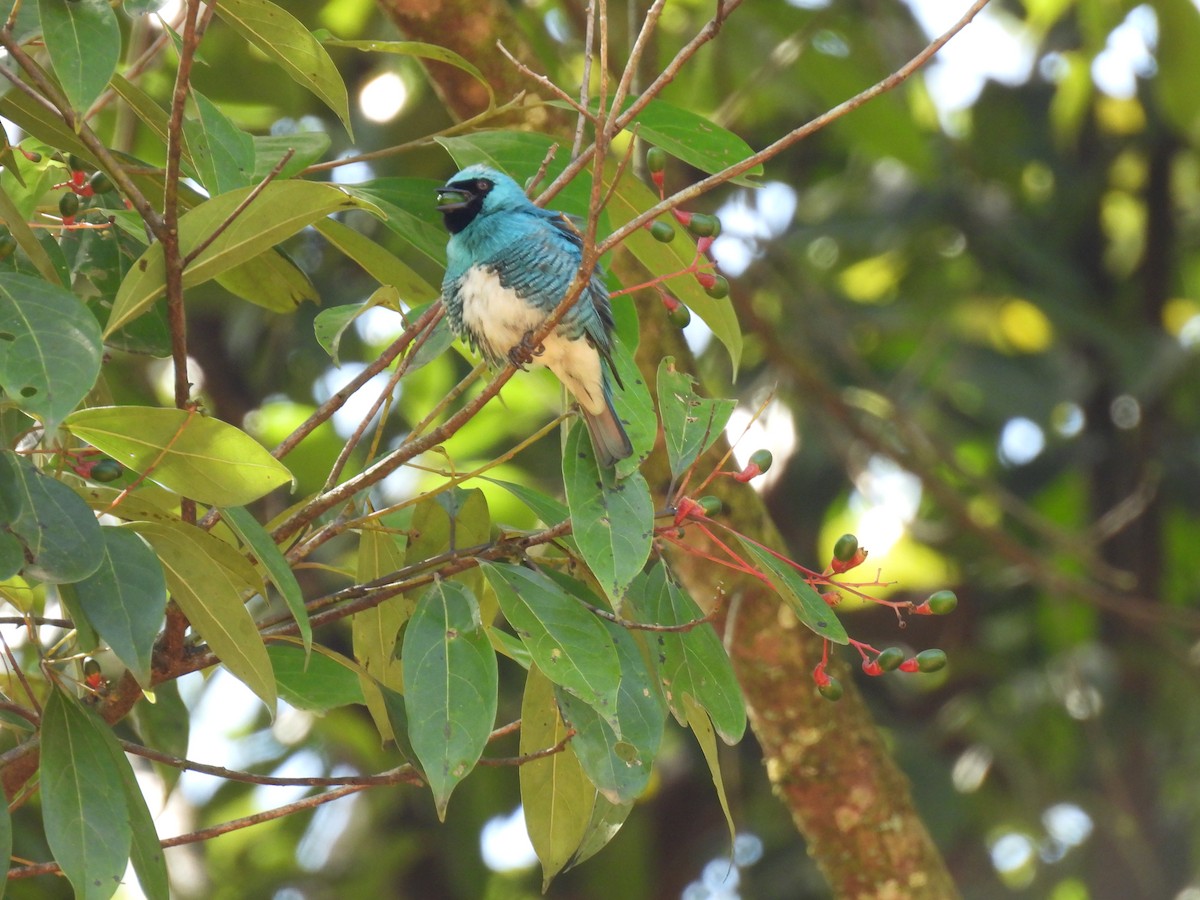 Tangara Golondrina - ML620394822