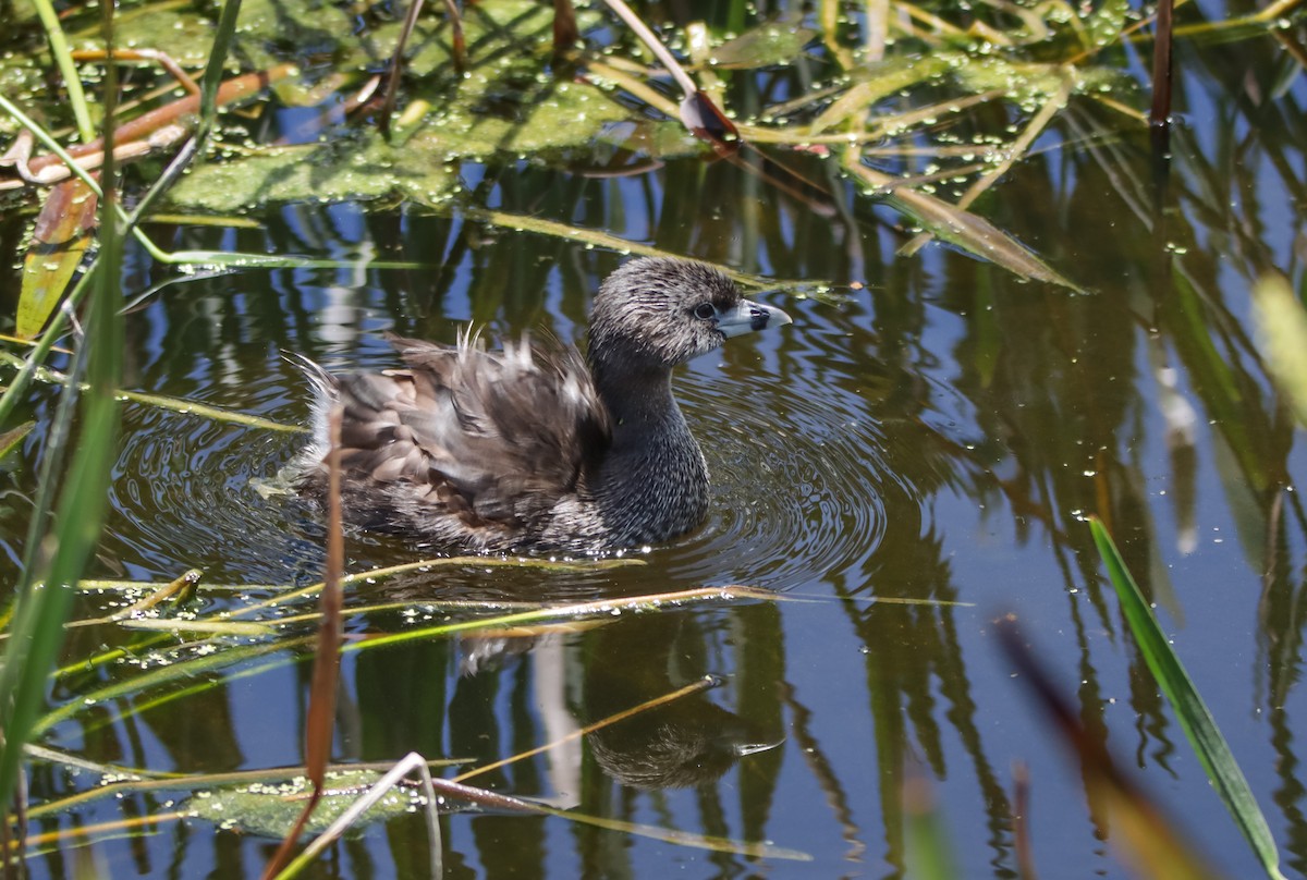 Pied-billed Grebe - ML620394825