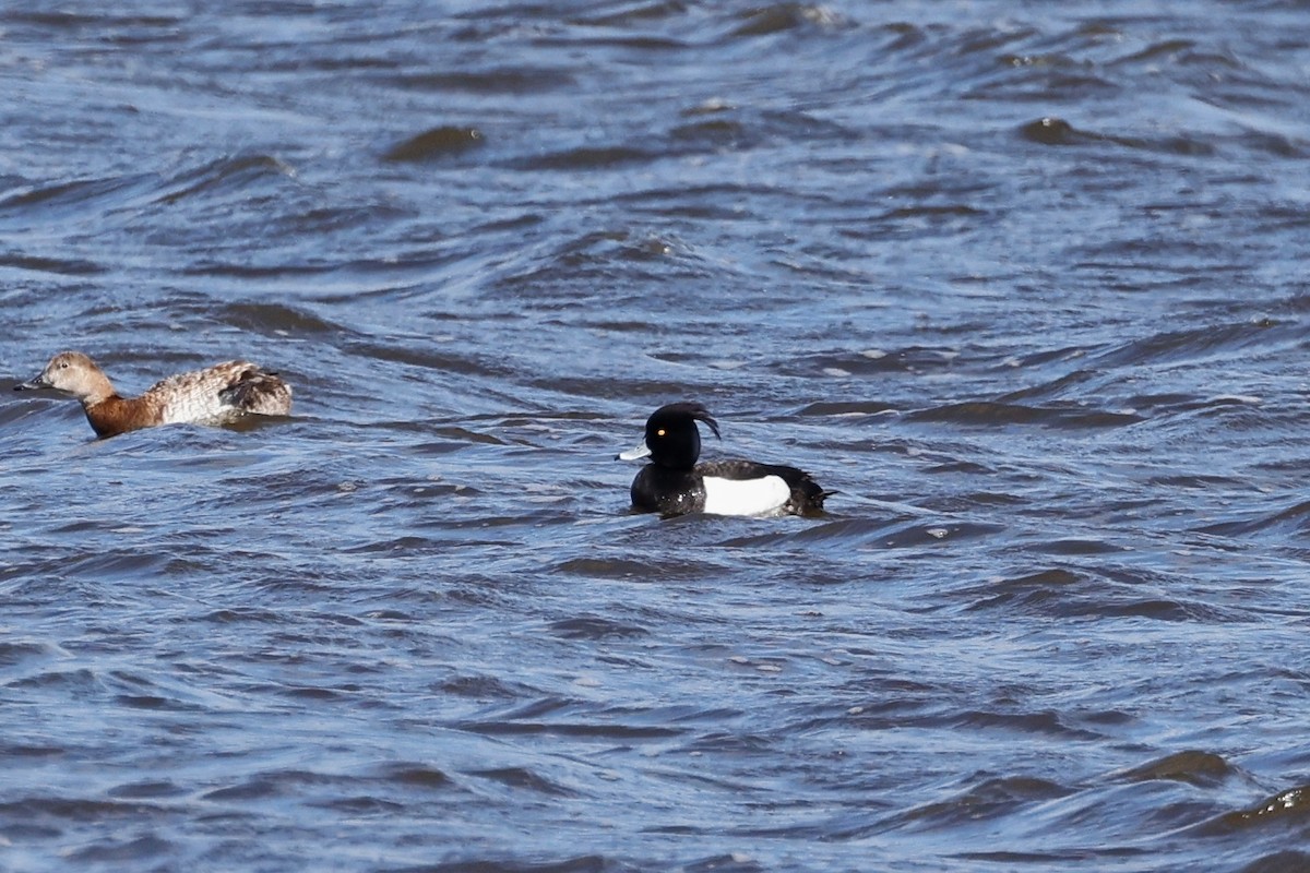 Tufted Duck - ML620394827