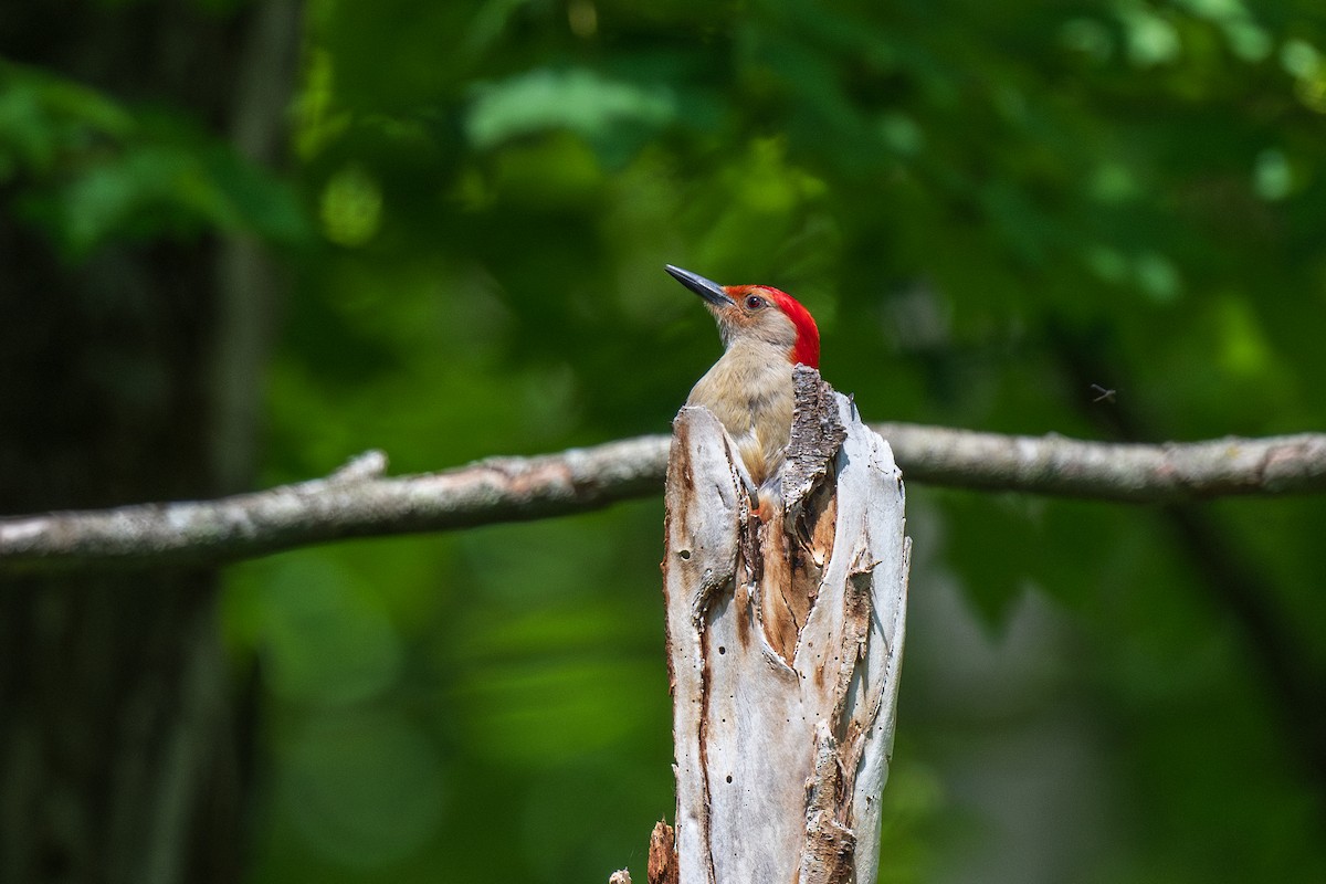 Red-bellied Woodpecker - ML620394829