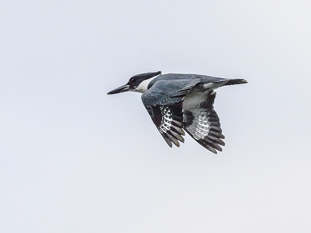 Belted Kingfisher - ML620394832