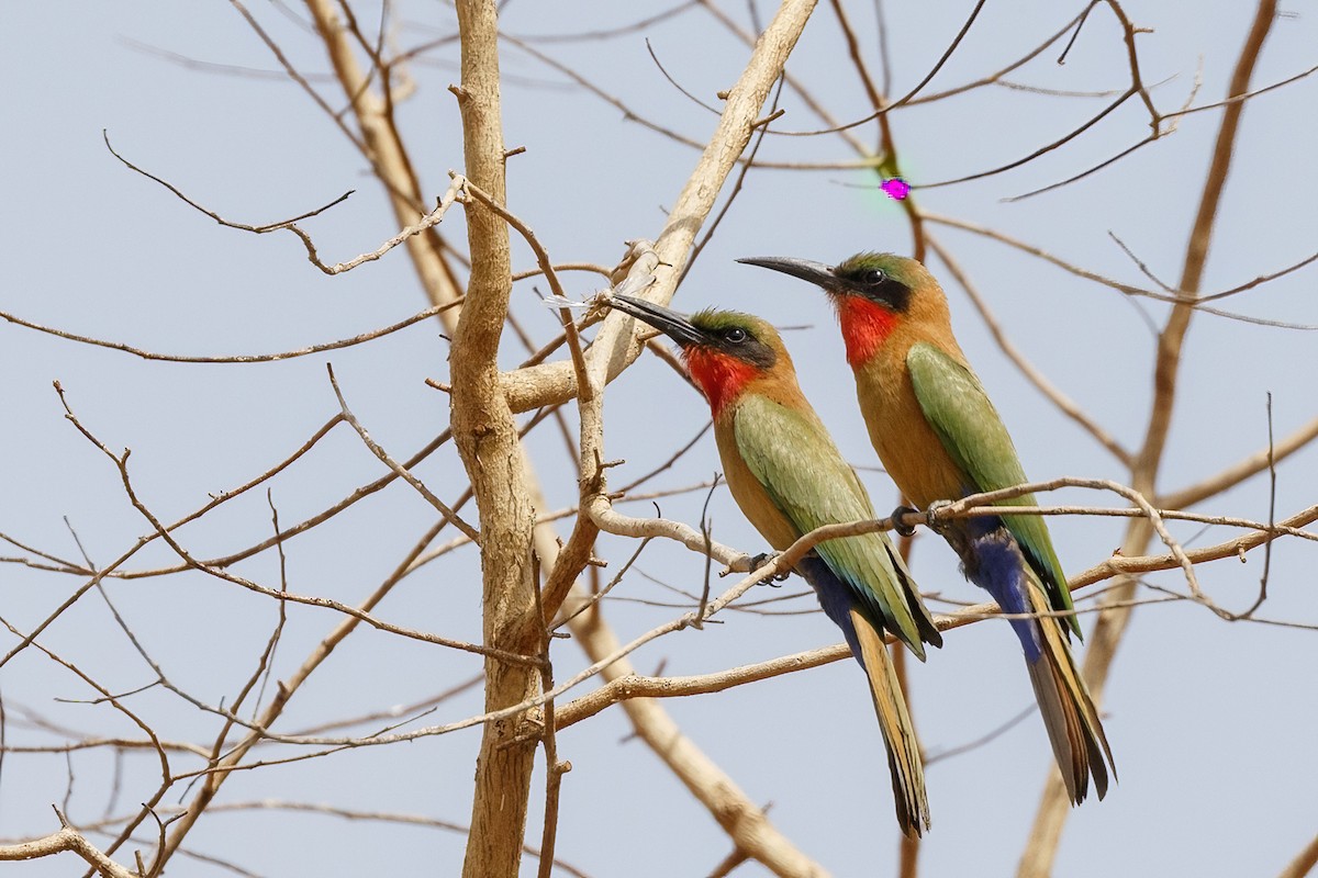 Red-throated Bee-eater - ML620394833