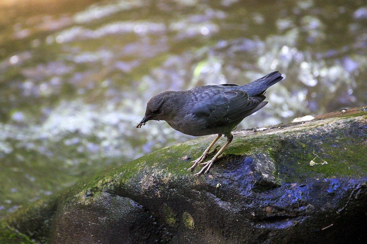 メキシコカワガラス - ML620394837