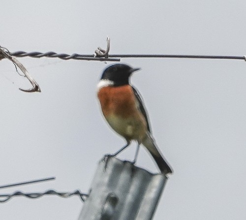 European Stonechat - ML620394838