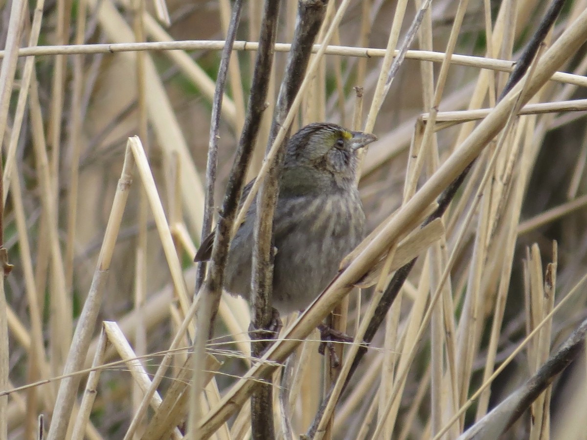 Seaside Sparrow - ML620394841