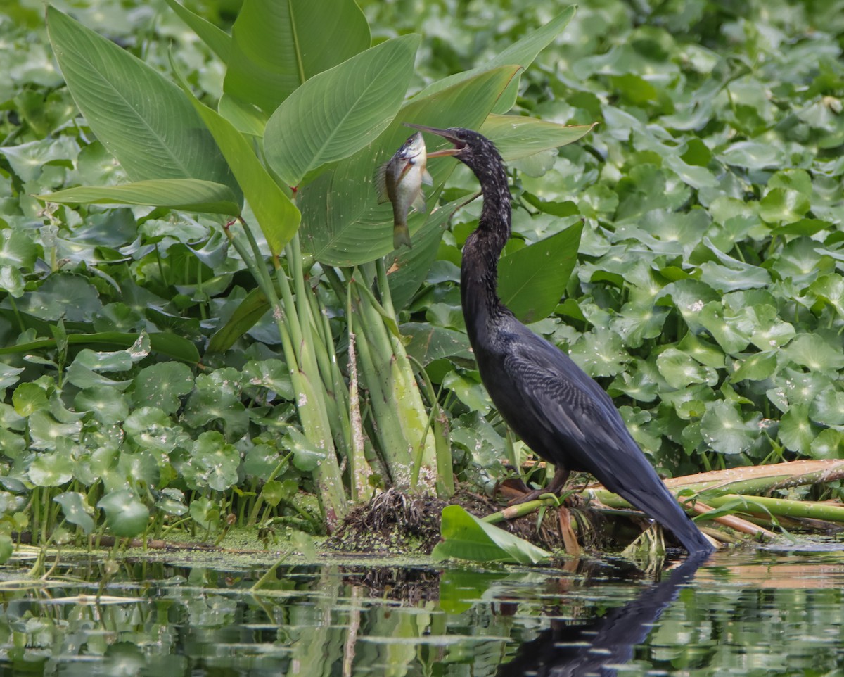 Anhinga Americana - ML620394851