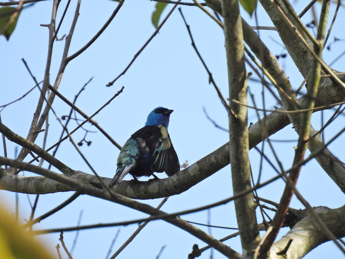 Blue-necked Tanager - ML620394864