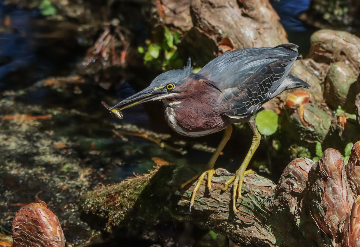 Green Heron - ML620394865