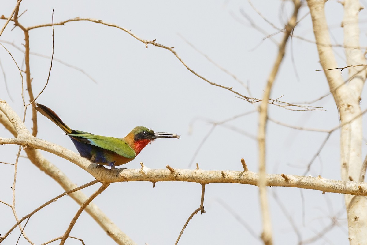 Red-throated Bee-eater - ML620394870