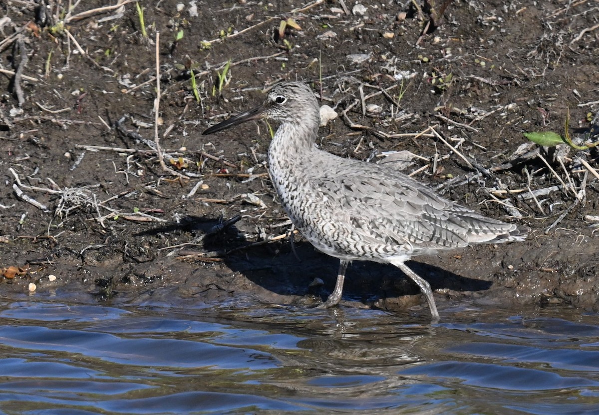 Willet - ML620394872