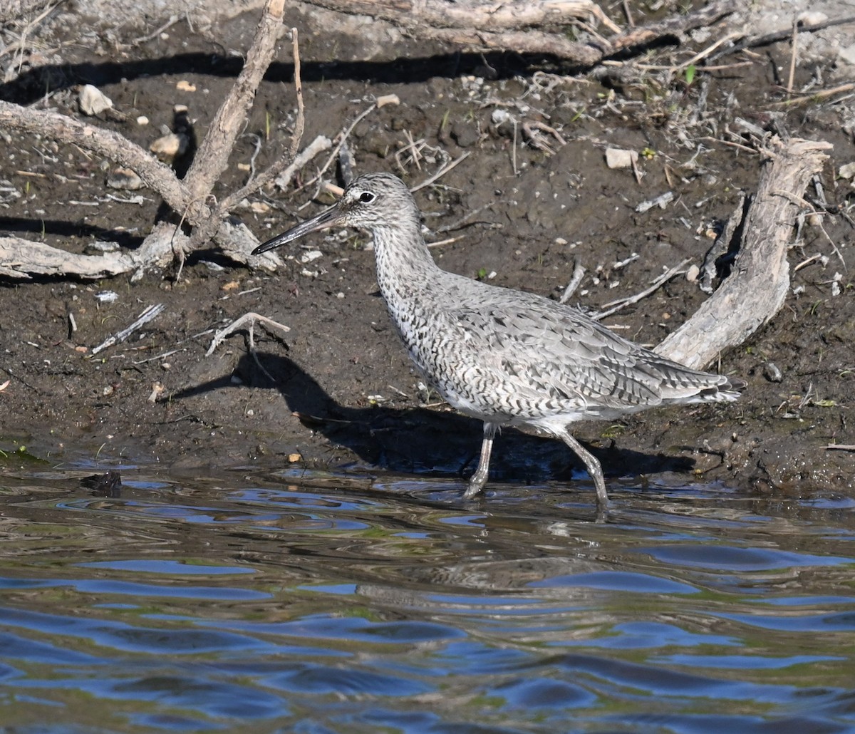 Willet - ML620394873