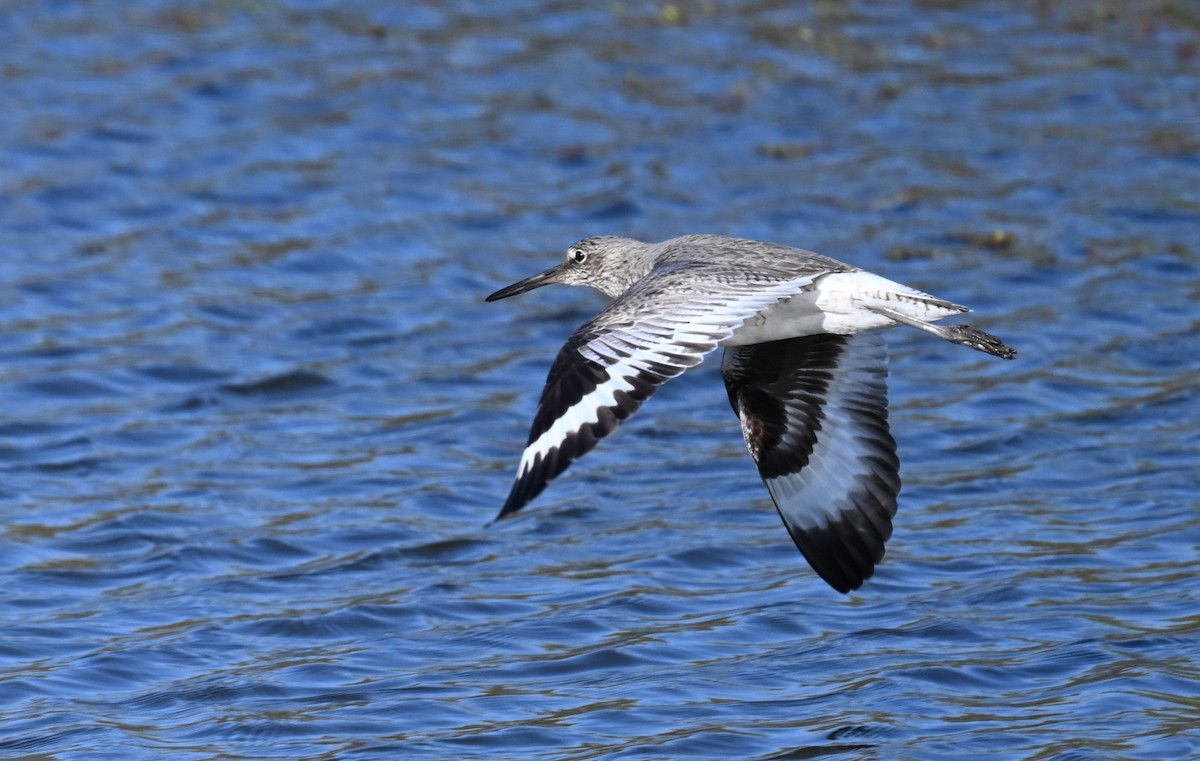 Willet - ML620394877