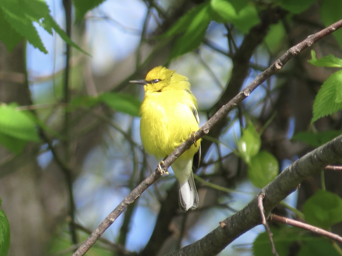 Blue-winged Warbler - ML620394886