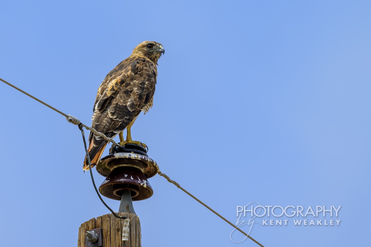 Red-tailed Hawk - ML620394894
