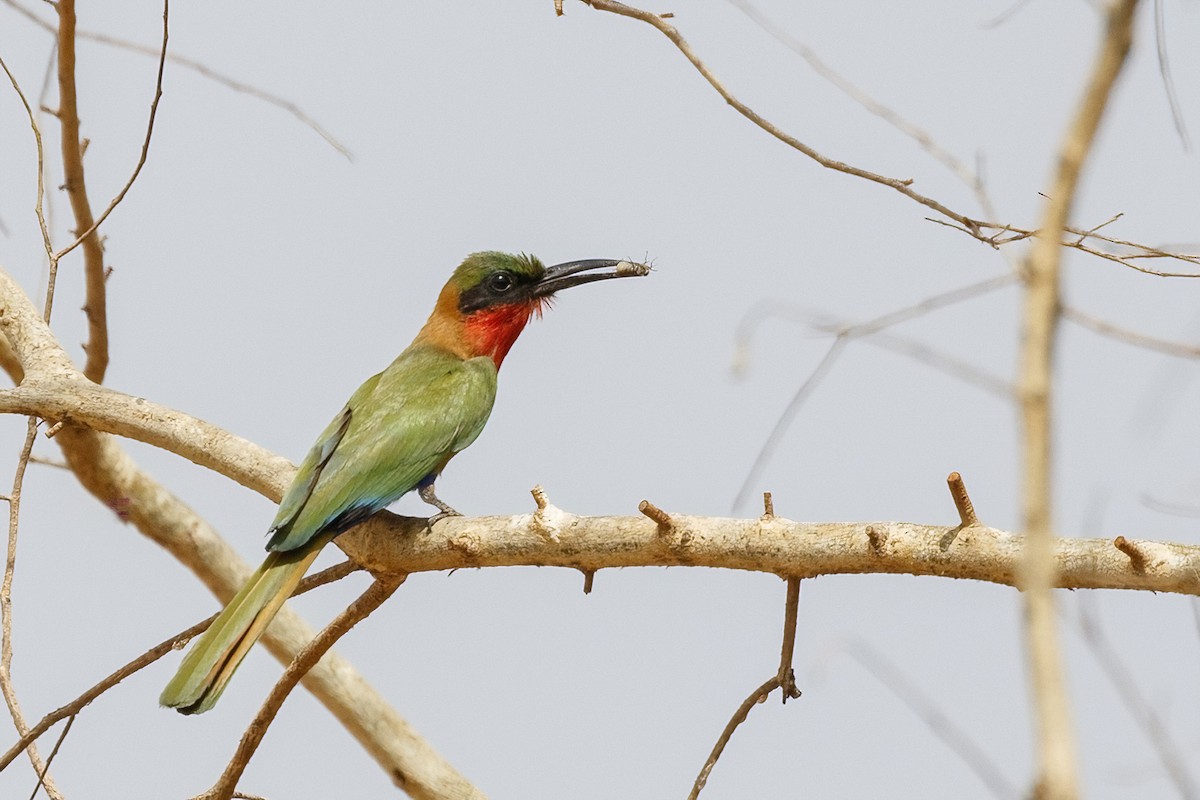 Red-throated Bee-eater - ML620394895