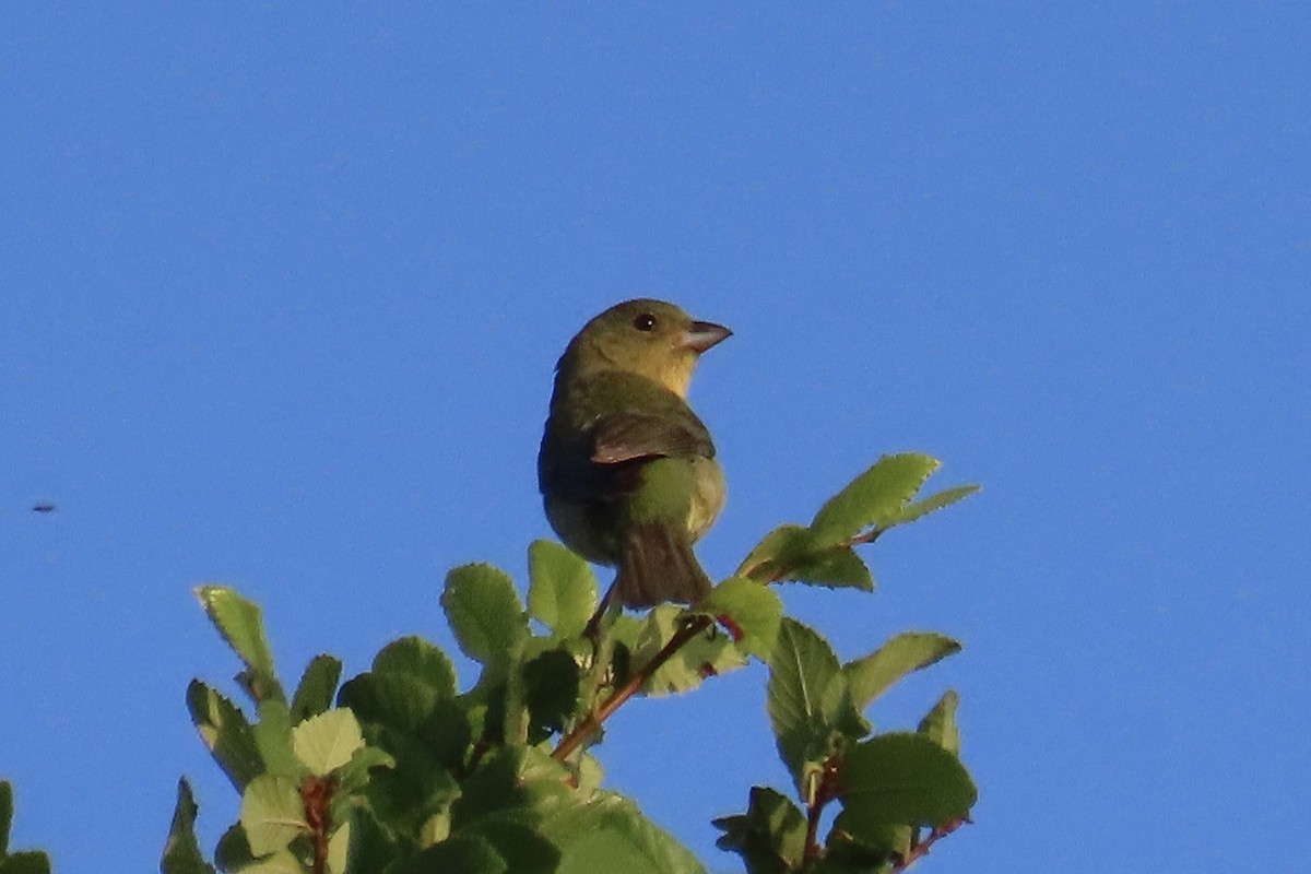 Painted Bunting - ML620394896