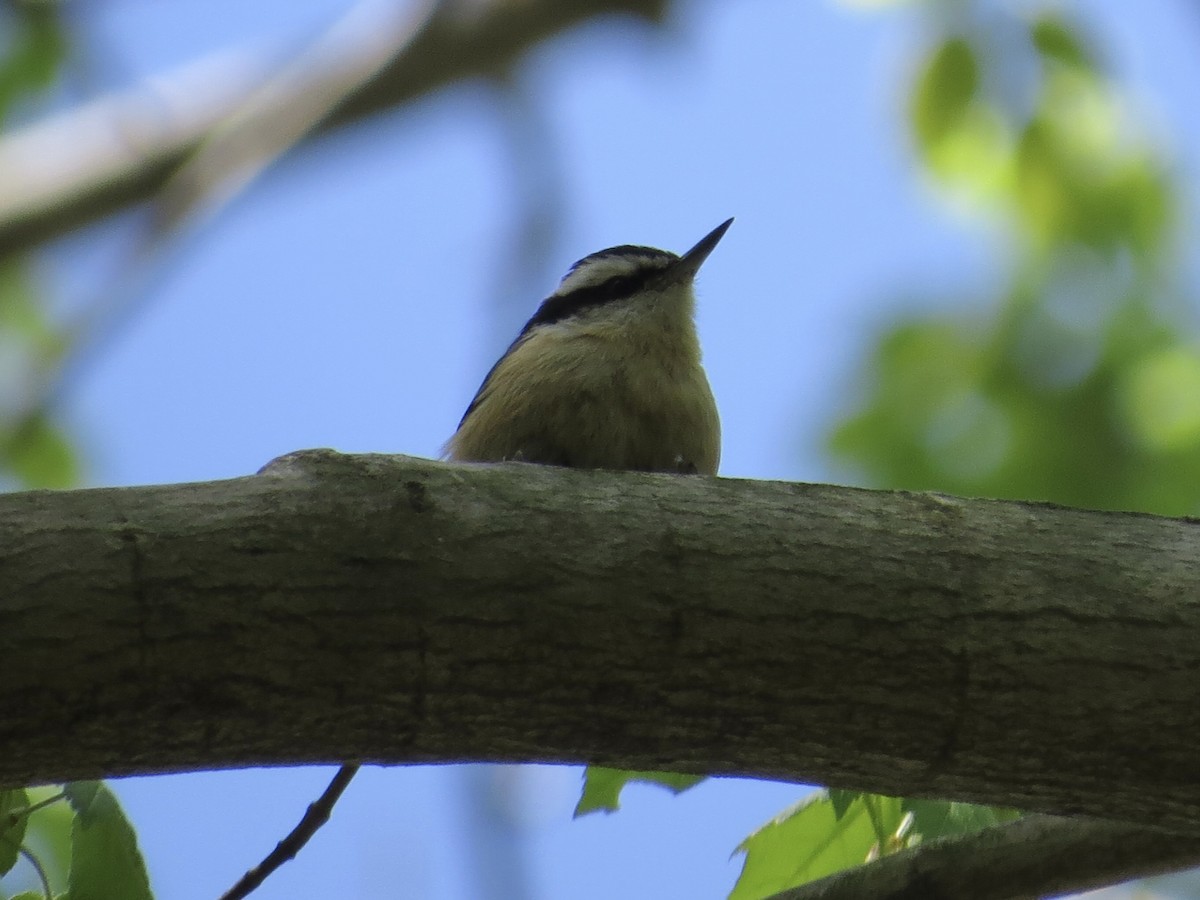 Red-breasted Nuthatch - ML620394902