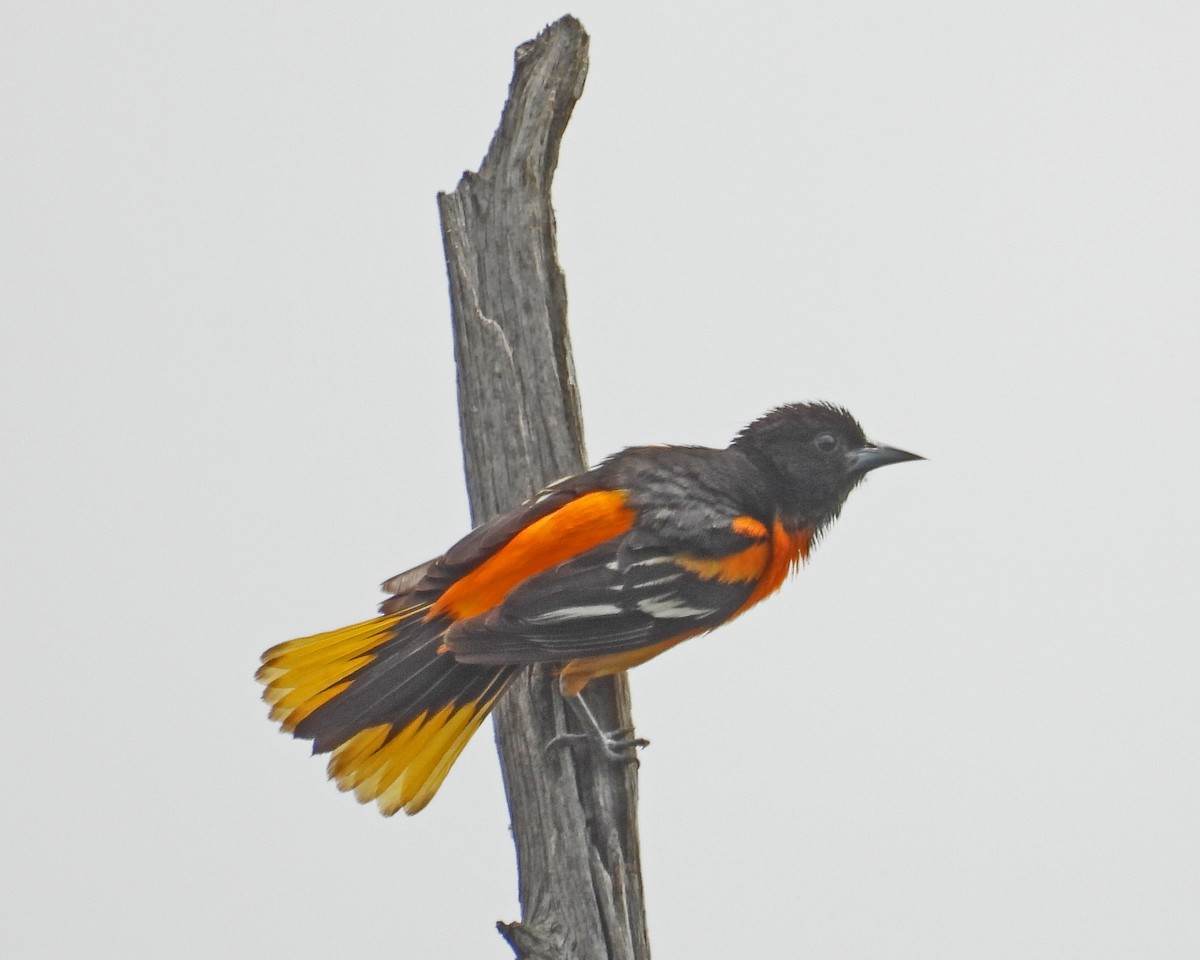 Baltimore Oriole - ML620394903