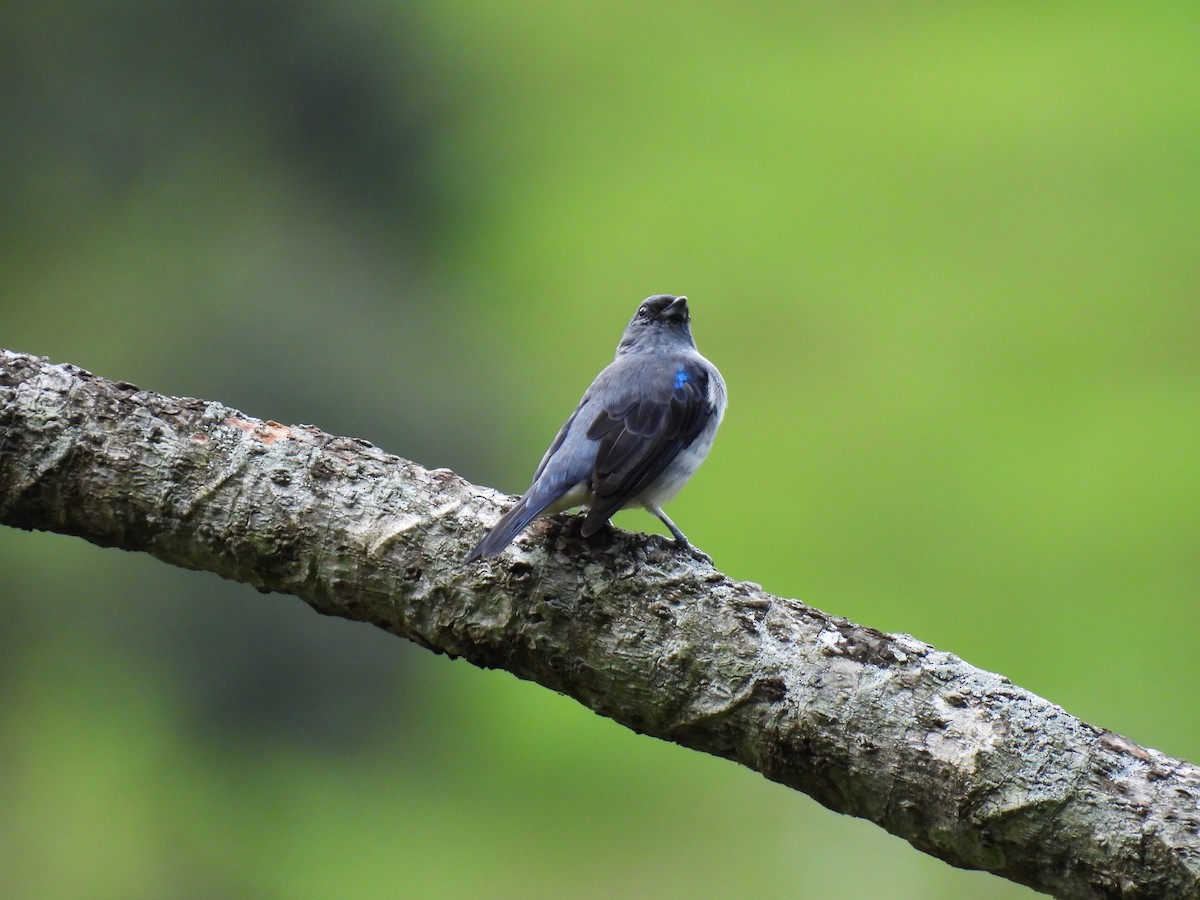 Plain-colored Tanager - ML620394905